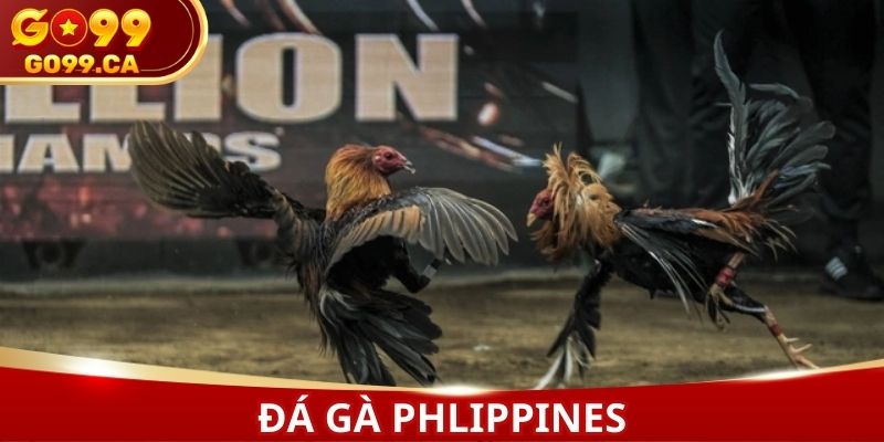 Đá gà Philippines